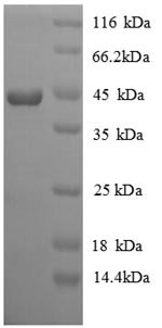 Interferon gamma (IFNG), chicken, recombinant