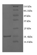 Transthyretin (TTR), Macaca fascicularis, recombinant