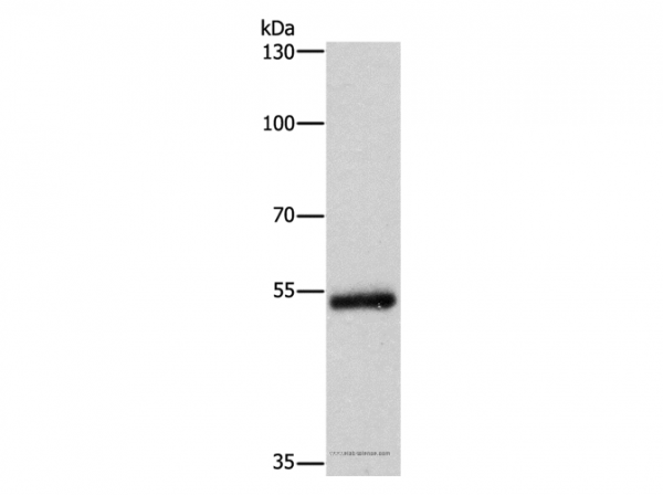 Anti-CYP2B6