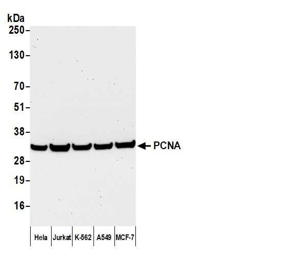 Anti-Mouse IgG-heavy and light chain cross-adsorbed