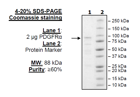 PDGFRalpha (D842I), GST-Tag