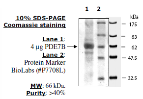PDE7B, active human recombinant protein