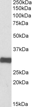 Anti-ETFA, C-terminal