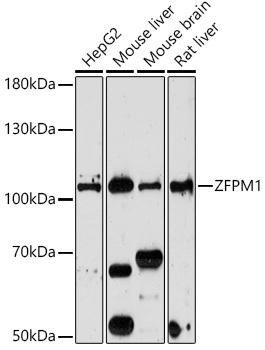 Anti-ZFPM1