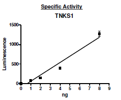 Tankyrase 1 (PARP5A), active human recombinant protein, N-terminal GST tag
