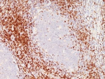 Anti-CD6, clone SPM547