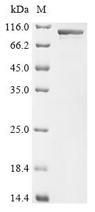 Heat shock protein HSP 90-alpha (Hsp90aa1), mouse, recombinant