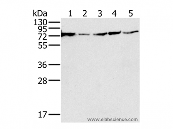 Anti-NDUFS1