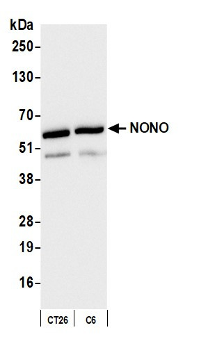 Anti-NONO | Bethyl Laboratories | Biomol.com