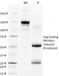 Anti-CD28, clone C28/77