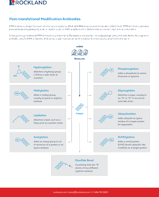 Post-Translational Modification Antibodies