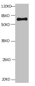 Anti-BSA Monoclonal, clone 1D11A1