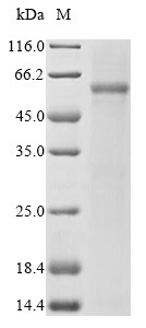 Astacin-like metalloendopeptidase (ASTL), human, recombinant