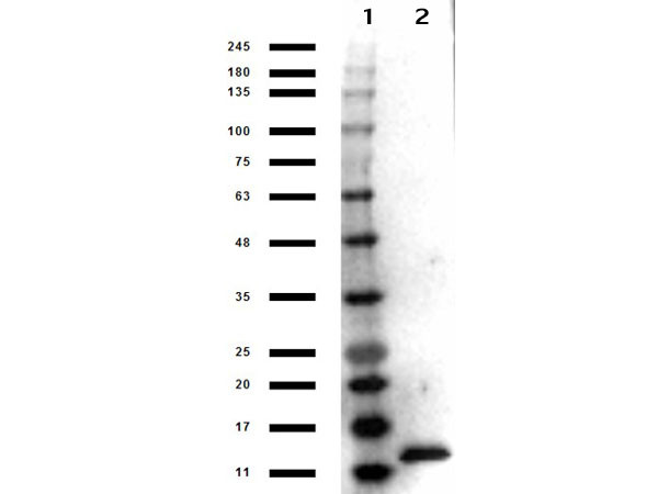 Anti-Interleukin-3 (IL-3), Peroxidase conjugated