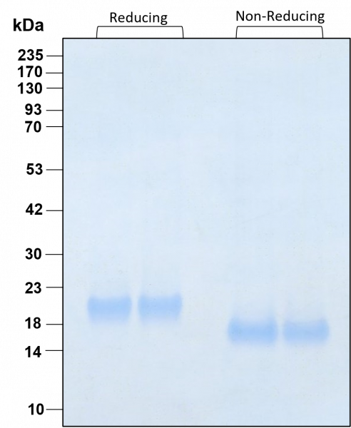 IFN alpha 2B HumanKine(R) recombinant human protein