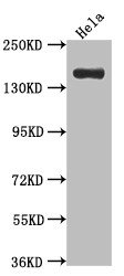 Anti-XDH Recombinant Monoclonal, clone 8A9