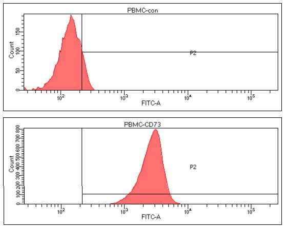 Anti-CD73, clone 2B6