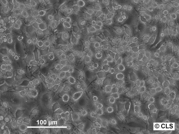 O-342 Cells