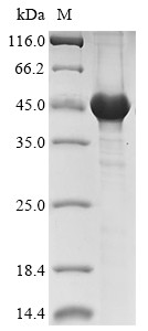 Serine/threonine-protein kinase CAK1 (CAK1), Saccharomyces cerevisiae, recombinant