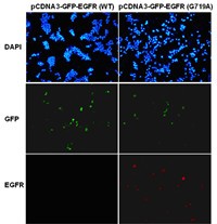 Anti-EGFR (G719A), monoclonal