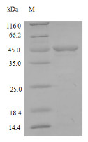 Matrilysin (Mmp7), rat, recombinant