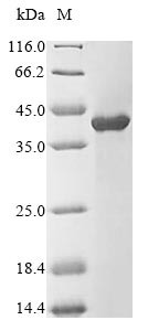 Tropomyosin alpha-1 chain (TPM1), rabbit, recombinant