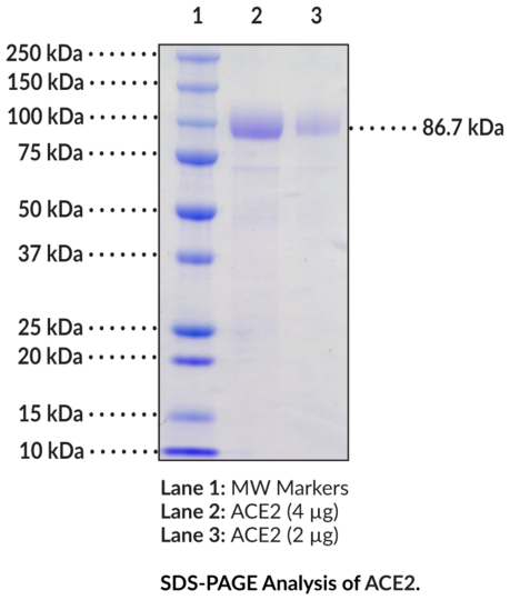 ACE2 (human, recombinant)