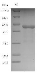 Pollen allergen Phl p 1 (PHLPI), Phleum pratense, recombinant
