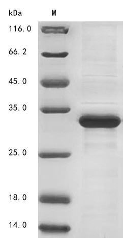Sperm-egg fusion protein Juno (IZUMO1R), human, recombinant