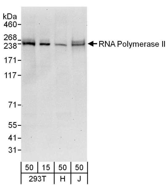 Anti-RNA Polymerase II