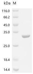 Alpha-crystallin A chain (Cryaa), recombinant rat