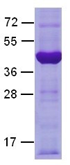 G.alpha.i2 Q205L mutant (Guanine nucleotide binding protein, alpha inhibiting activity polypeptide 2