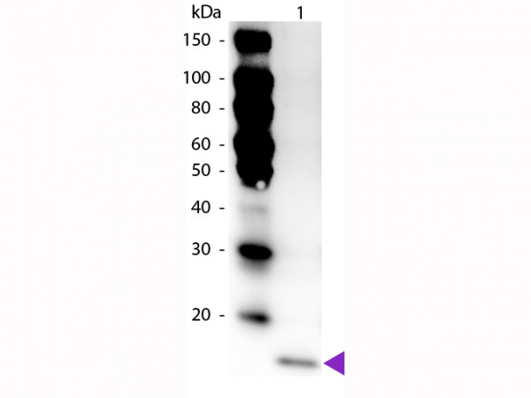 Anti-Interleukin-17F (IL-17F), Peroxidase conjugated
