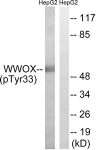 Anti-Phospho-WWOX (Tyr33)