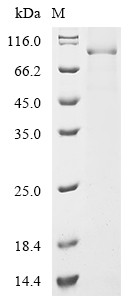 Desmoglein-3 (Dsg3), partial, mouse, recombinant