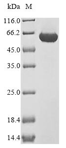 Pyruvate kinase PKM (Pkm), rat, recombinant
