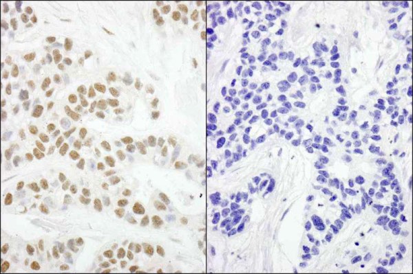 Anti-phospho-RPA32 (Ser4/Ser8) (IHC)