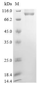 Chondroitin sulfate proteoglycan 4 (Cspg4), partial, mouse, recombinant