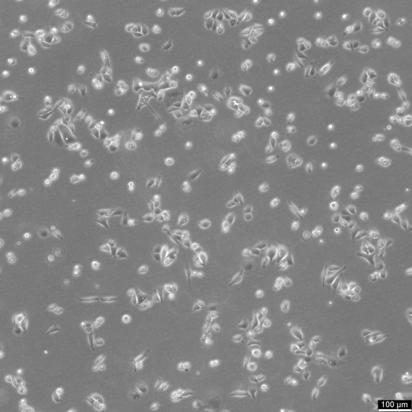 AGS Cells