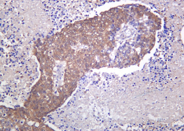 Anti-Recombinant PARK7, clone 4D1