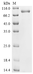 Cadherin-10 (CDH10), partial, human, recombinant