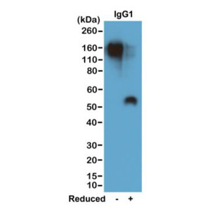 Anti-IgG1 (mouse), Rabbit Monoclonal (RM106)