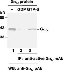 Anti-Active G.alpha.o, monoclonal
