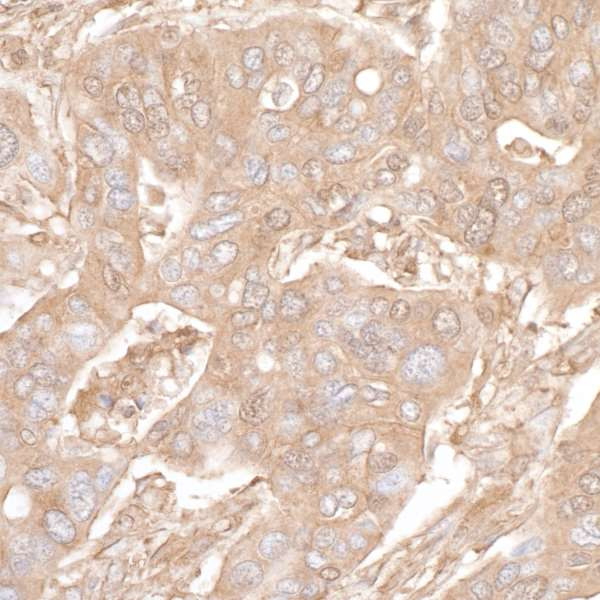 Anti-Cytoskeletal Actin Recombinant Monoclonal