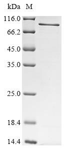 Peroxisomal targeting signal 1 receptor (Pex5), mouse, recombinant