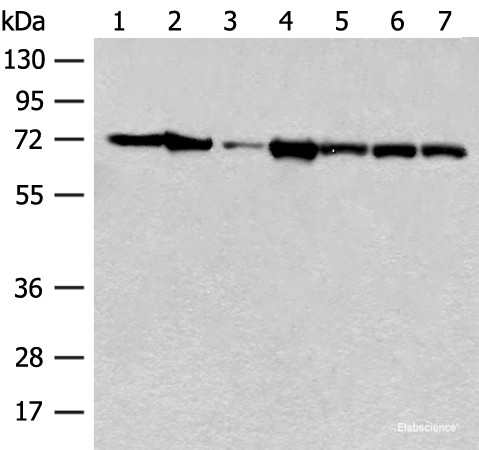 Anti-HSPA2