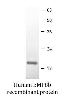 Human BMP8b recombinant protein (Active)