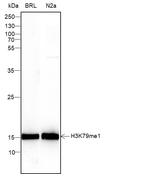 Anti-Recombinant Histone H3 (Mono Methyl Lys79), clone A837