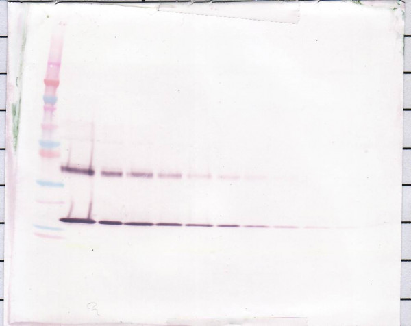 Anti-IL1 alpha (Biotin)