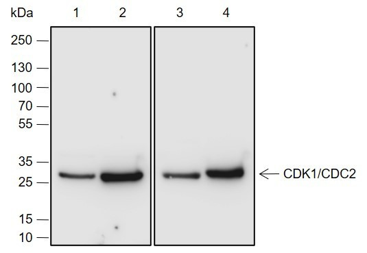 Anti-Recombinant CDK1/Cdc2, clone A685